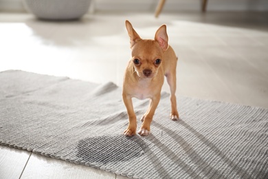 Photo of Cute Chihuahua puppy near wet spot on rug indoors. Space for text