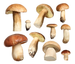 Image of Set of fresh edible mushrooms on white background