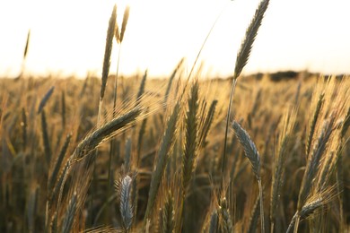 Photo of Beautiful agricultural field with ripening wheat, closeup