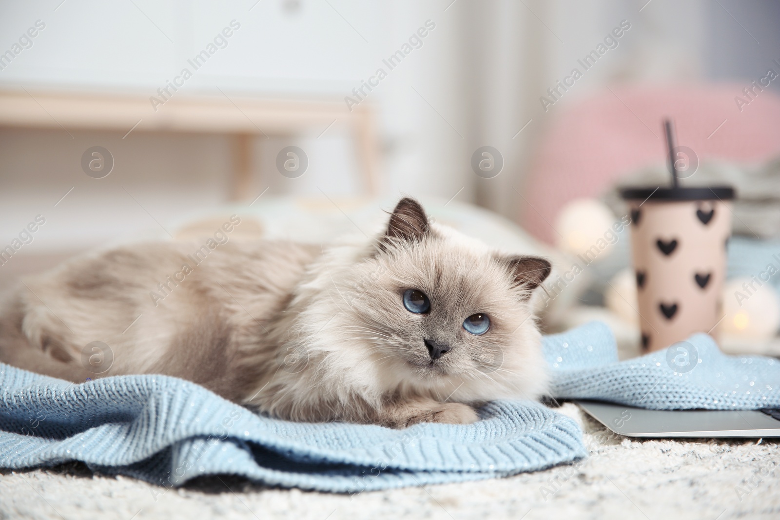 Photo of Cute cat lying on knitted sweater at home. Warm and cozy winter