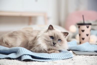 Cute cat lying on knitted sweater at home. Warm and cozy winter