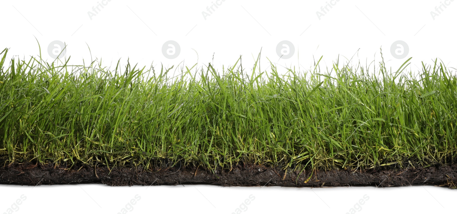 Photo of Soil with lush green grass on white background