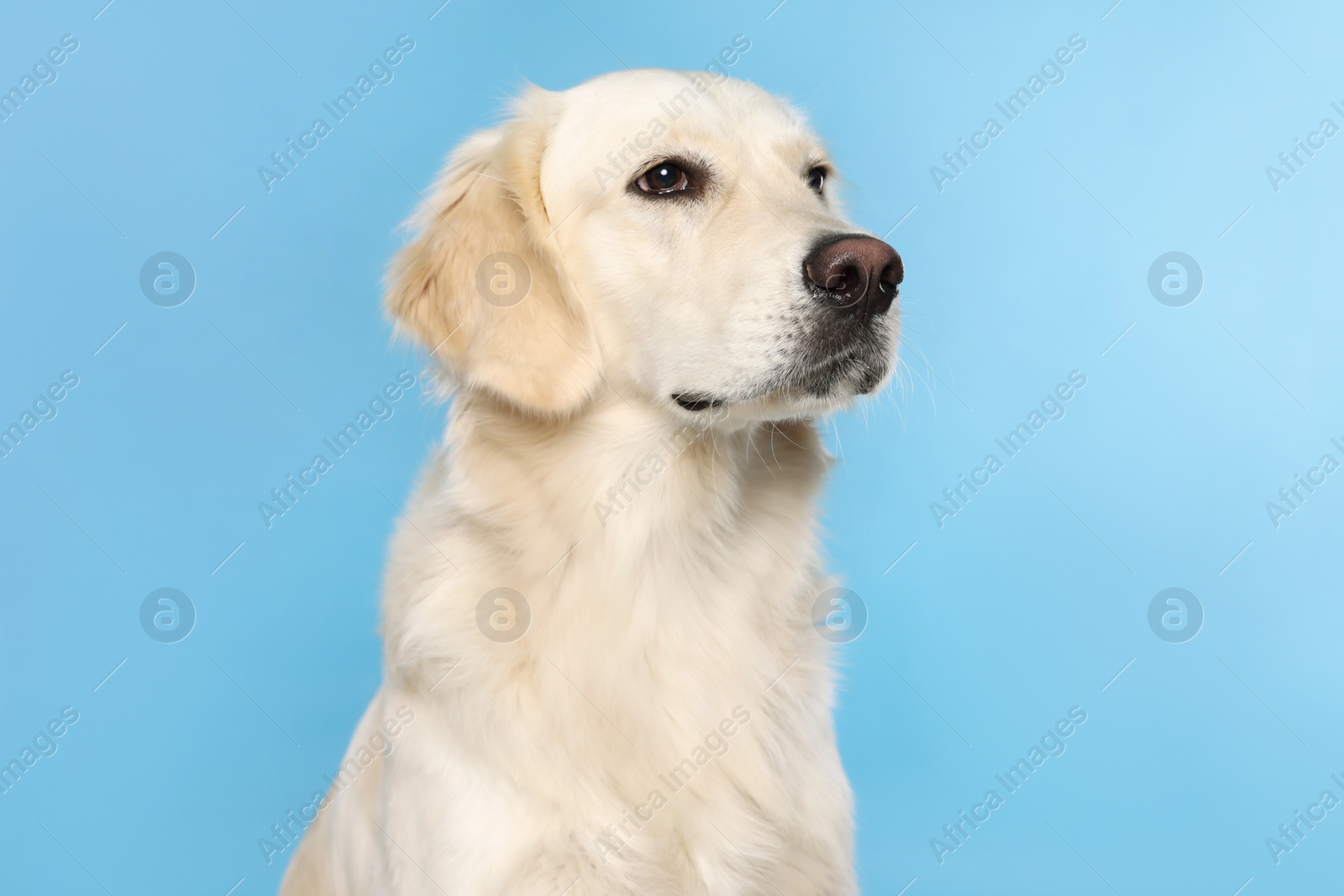 Photo of Cute Labrador Retriever on light blue background. Lovely pet