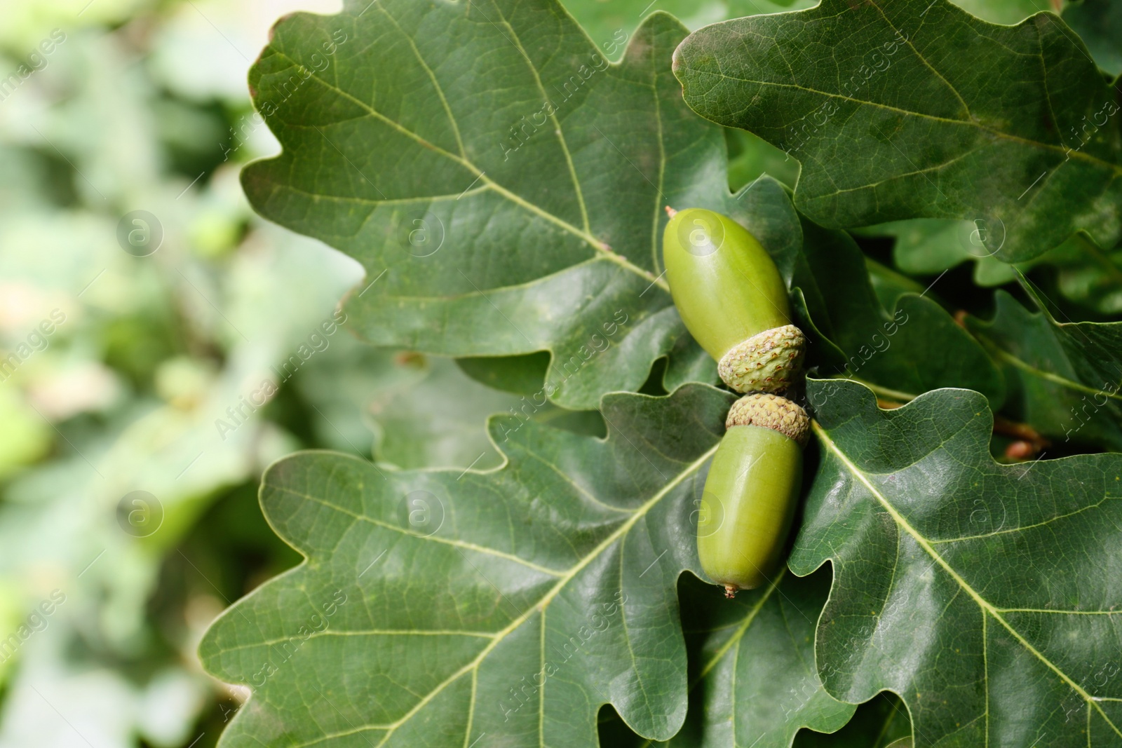 Photo of Oak branch with acorns and green leaves outdoors, closeup. Space for text