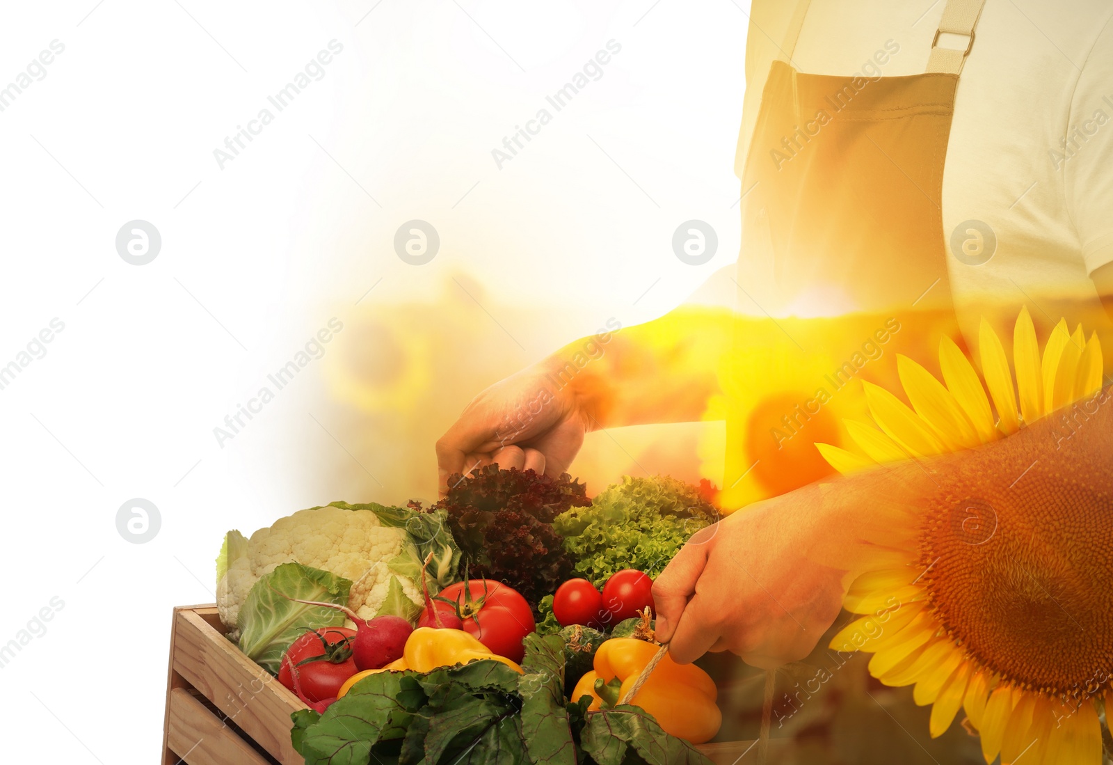 Image of Double exposure of farmer and sunflower field on white background