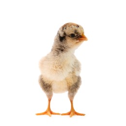 One cute chick isolated on white. Baby animal