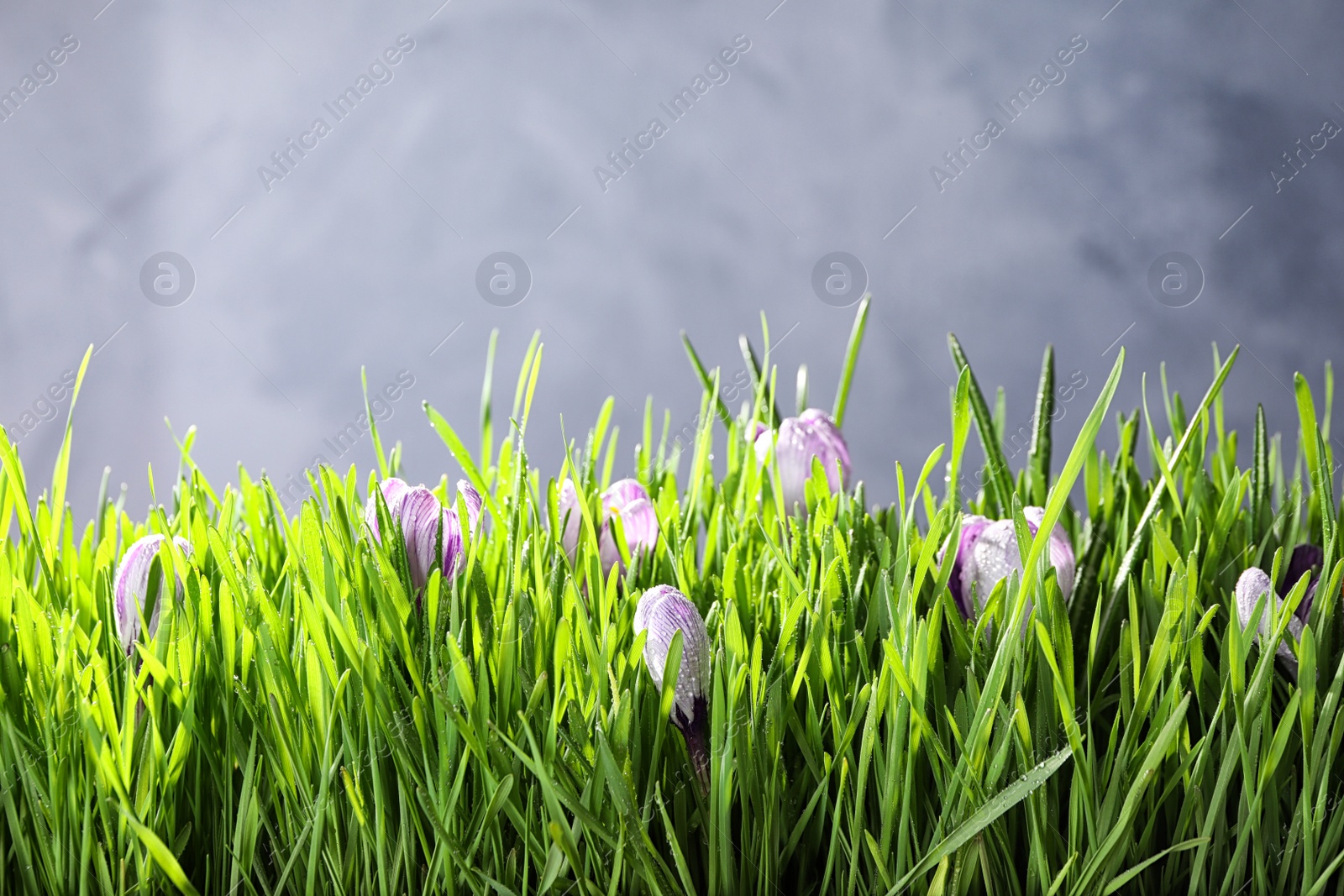 Photo of Fresh green grass and crocus flowers with dew on light grey background, space for text. Spring season