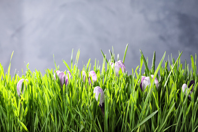 Photo of Fresh green grass and crocus flowers with dew on light grey background, space for text. Spring season