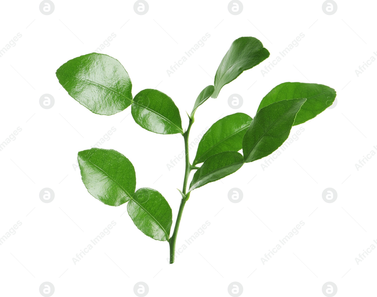 Photo of Branch of bergamot fruit with green leaves and thorns on white background