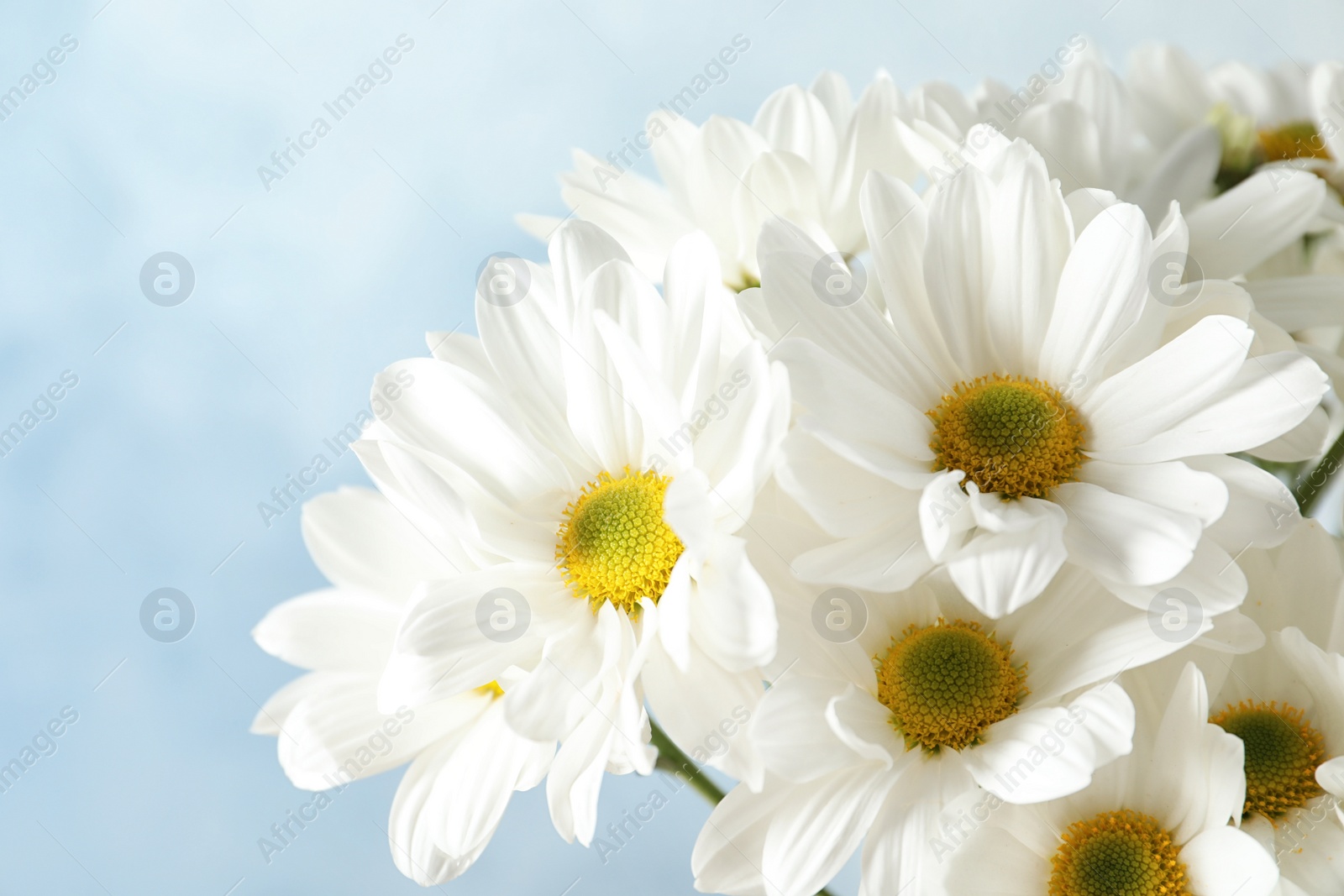 Photo of Beautiful chamomile flowers on color background, closeup