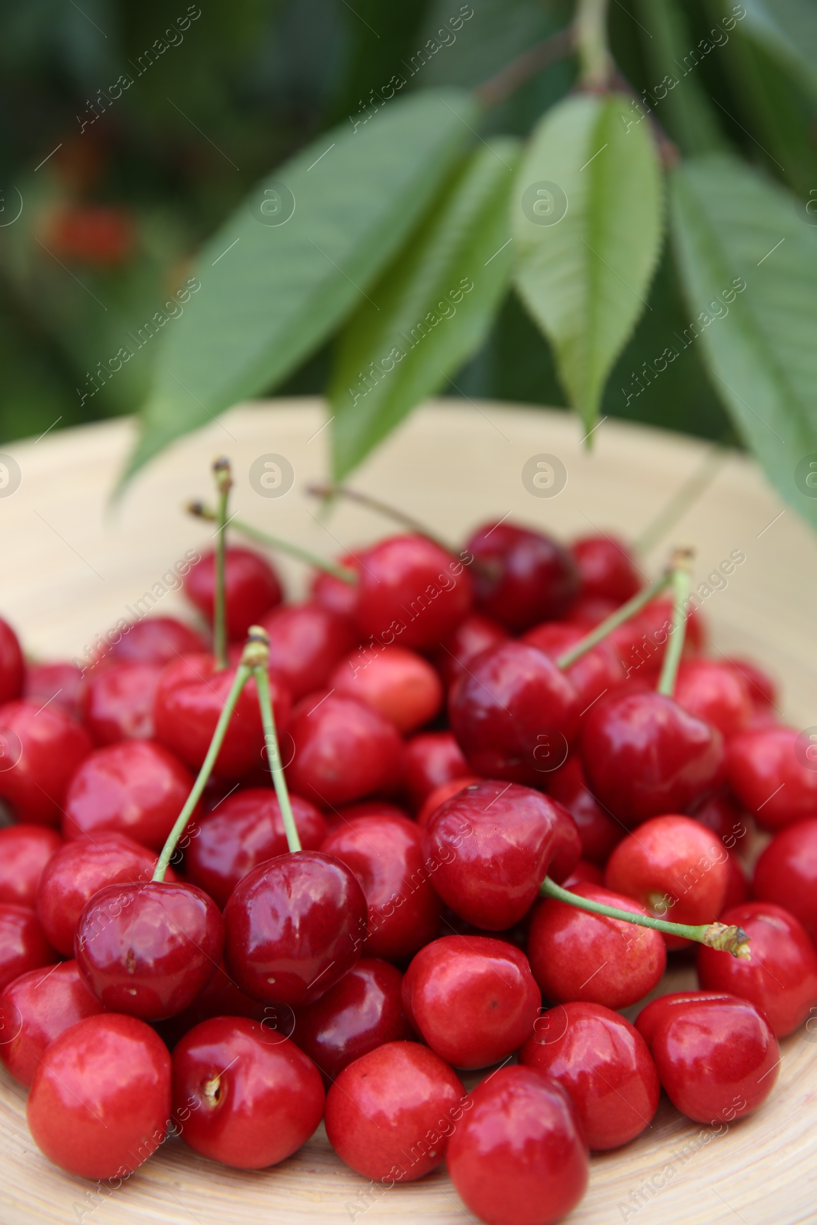 Photo of Tasty ripe red cherries in wooden plate outdoors, closeup