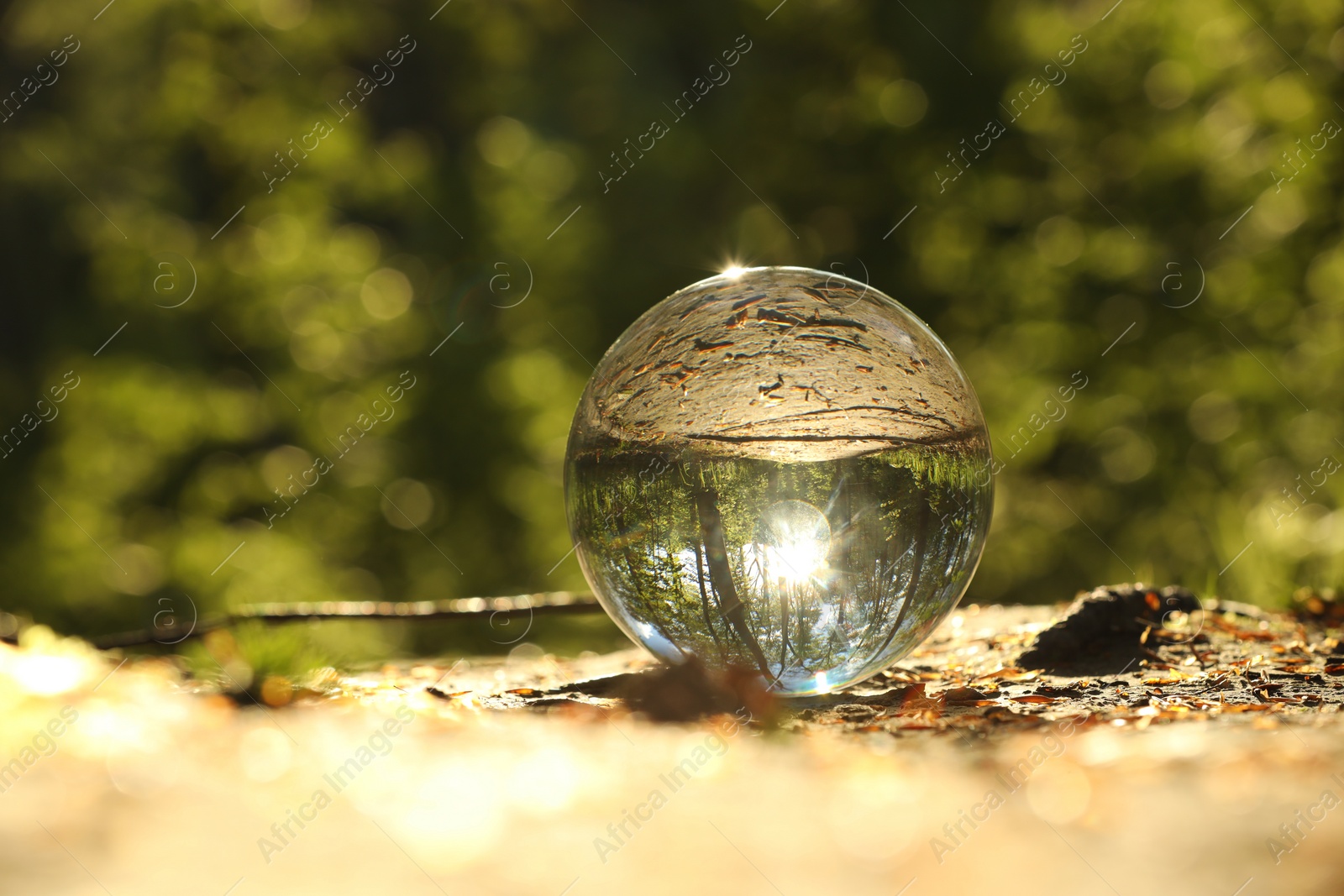 Photo of Beautiful forest with green trees, overturned reflection. Crystal ball on ground outdoors. Space for text