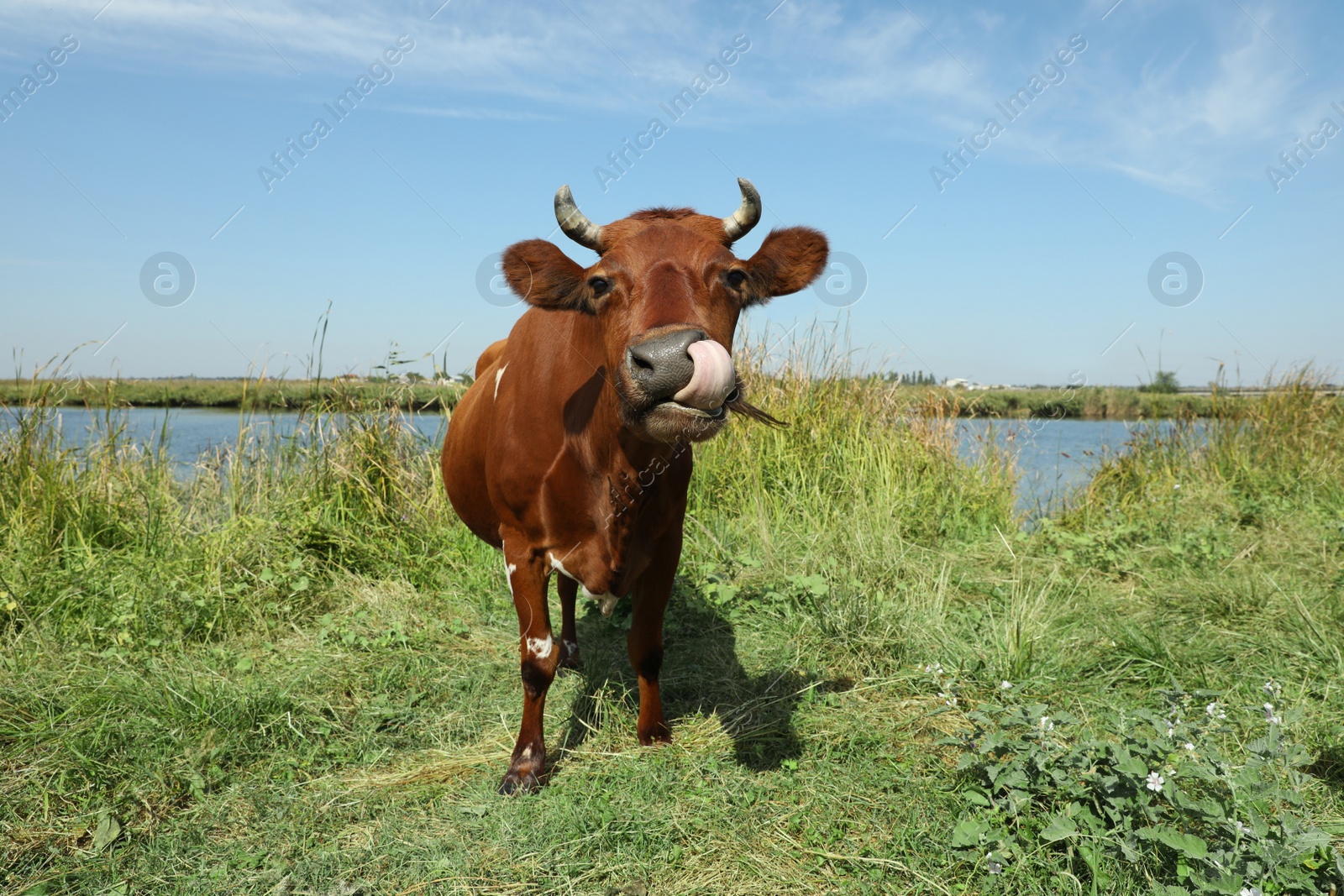 Photo of Brown cow grazing on green pasture in summer