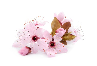 Photo of Beautiful pink cherry tree blossoms isolated on white