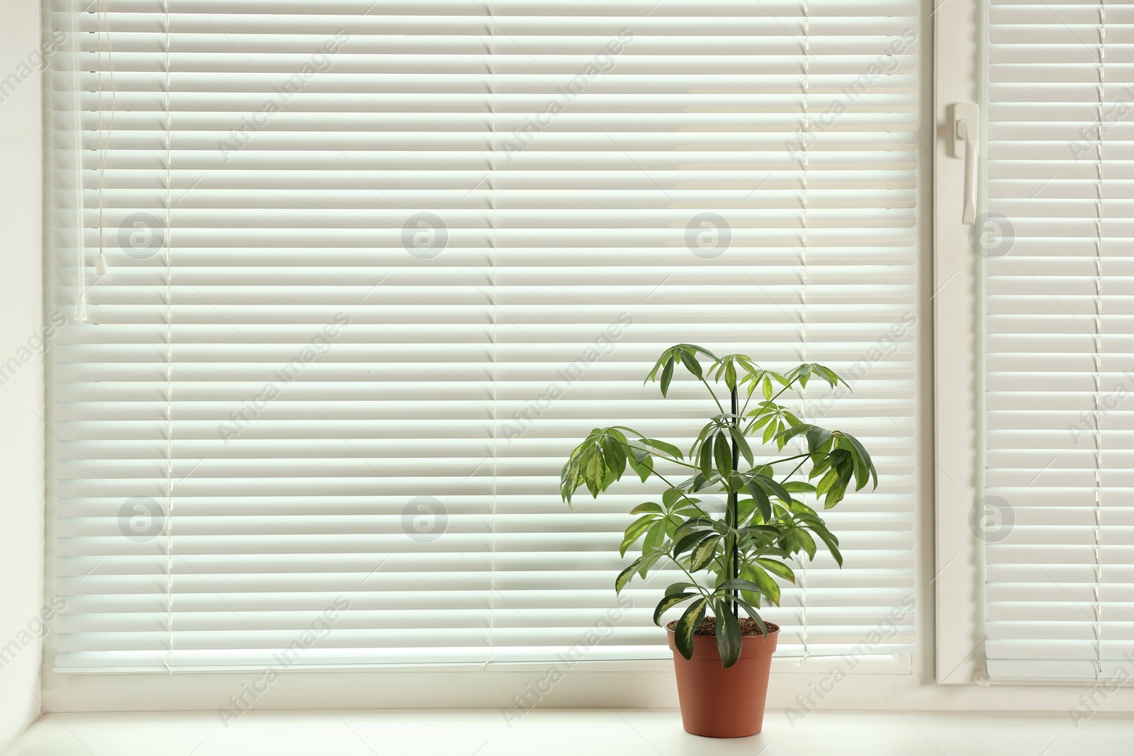 Photo of Beautiful potted plant on sill near window blinds, space for text