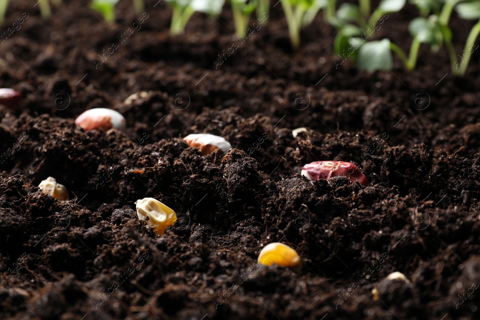 Photo of Different seeds on fertile soil, closeup. Vegetables growing