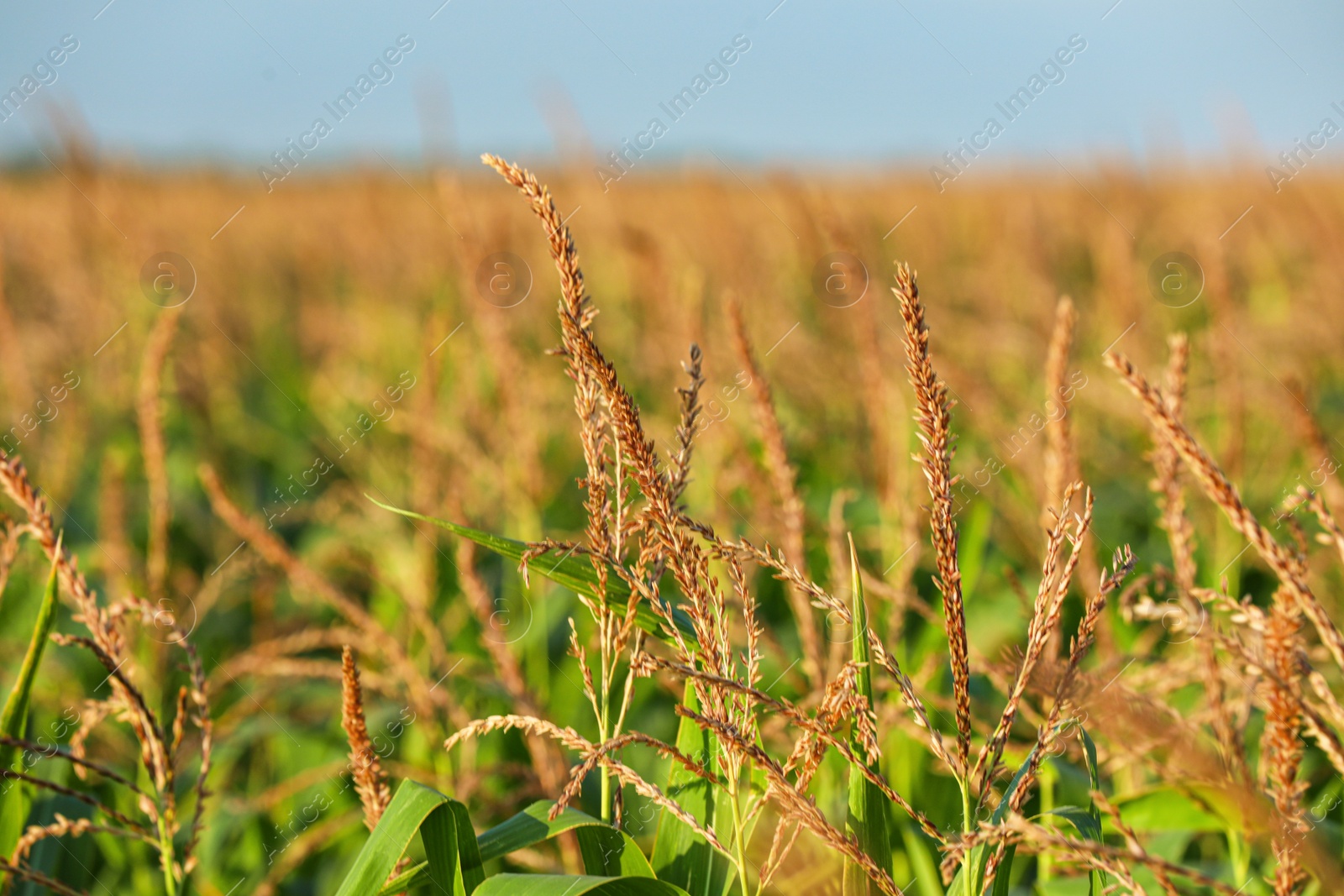 Photo of Beautiful view of corn field on sunny day