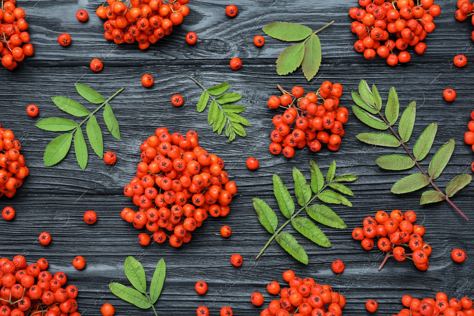 Photo of Fresh ripe rowan berries and green leaves on black wooden table, flat lay