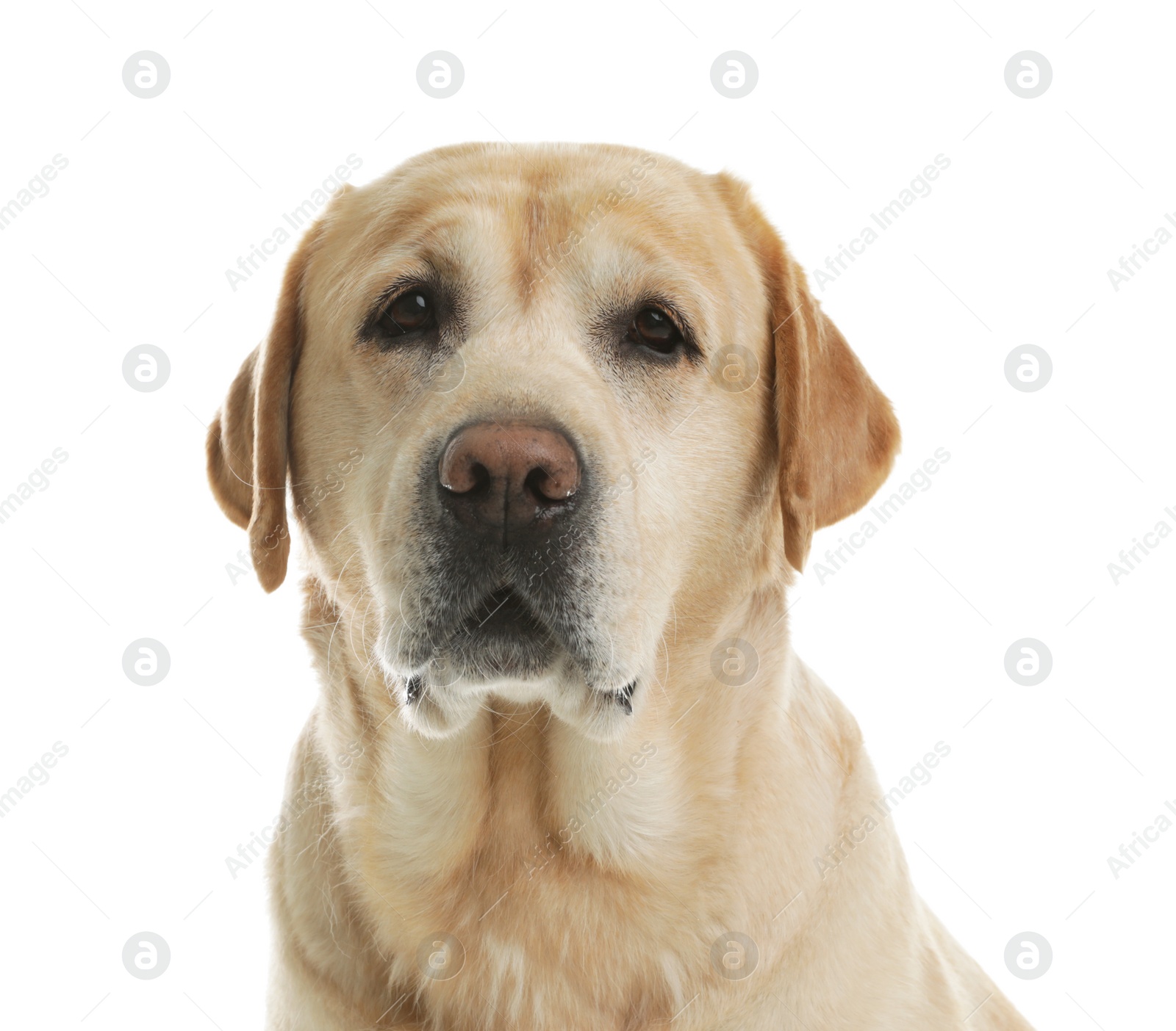 Photo of Yellow labrador retriever on white background. Adorable pet