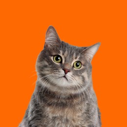 Image of Cute grey tabby cat on orange background