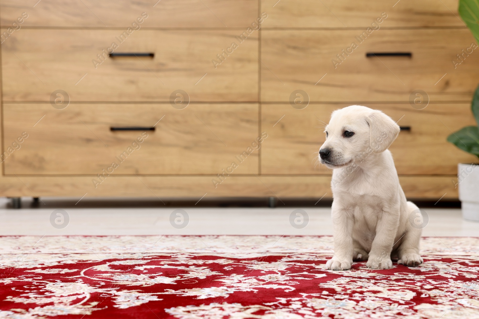 Photo of Cute little puppy on carpet indoors. Space for text