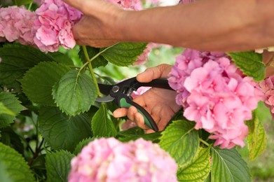 Photo of Gardener cutting hydrangea with secateurs outdoors, closeup