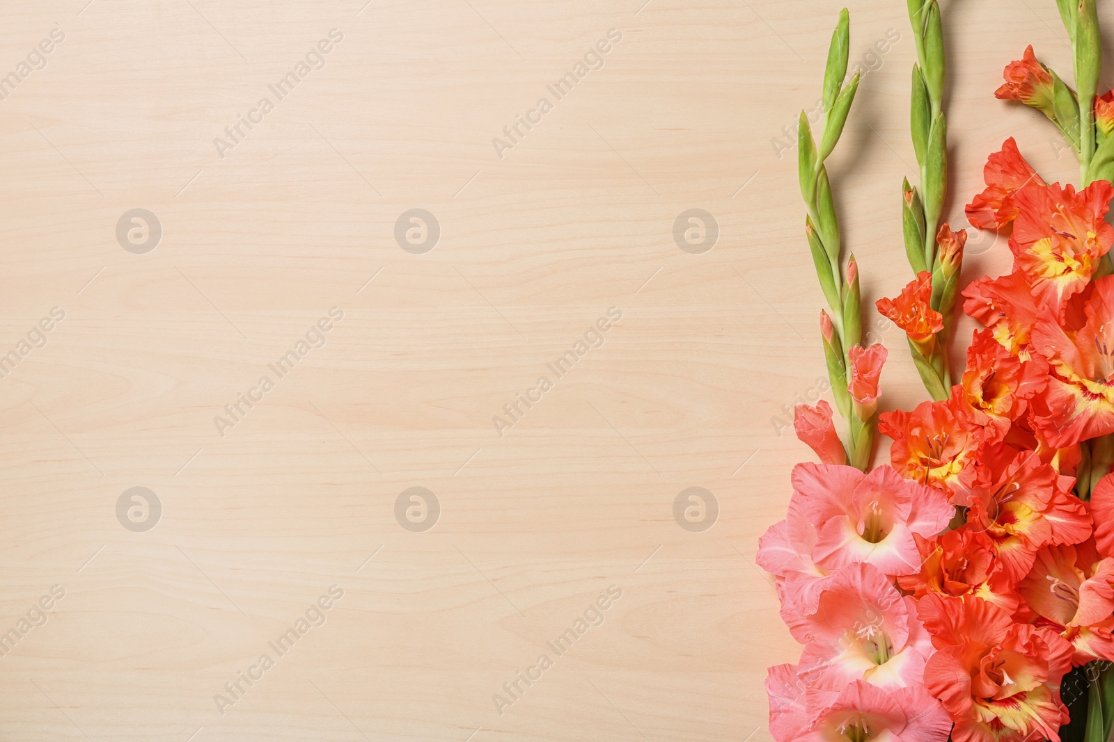 Photo of Flat lay composition with beautiful gladiolus flowers on wooden background. Space for text