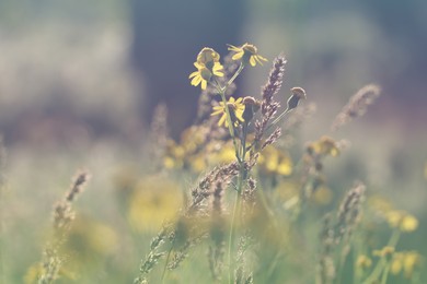 Photo of Beautiful wild flowers growing in spring meadow