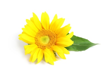 Photo of Beautiful bright sunflower on white background