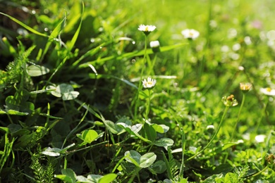 Photo of Green meadow with wild flowers on summer day, closeup
