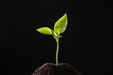 Photo of Young seedling in soil on black background, space for text
