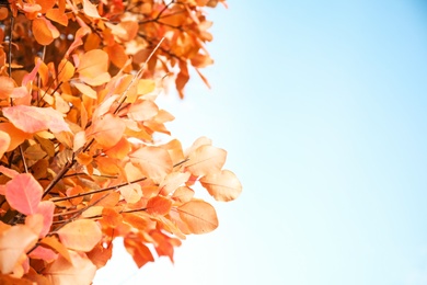 Photo of Twigs with bright leaves against blue sky. Autumn sunny day