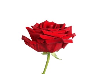 Photo of Beautiful fresh red rose isolated on white