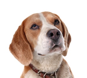 Cute Beagle dog on white background