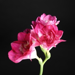 Photo of Beautiful bright freesia flower on dark background