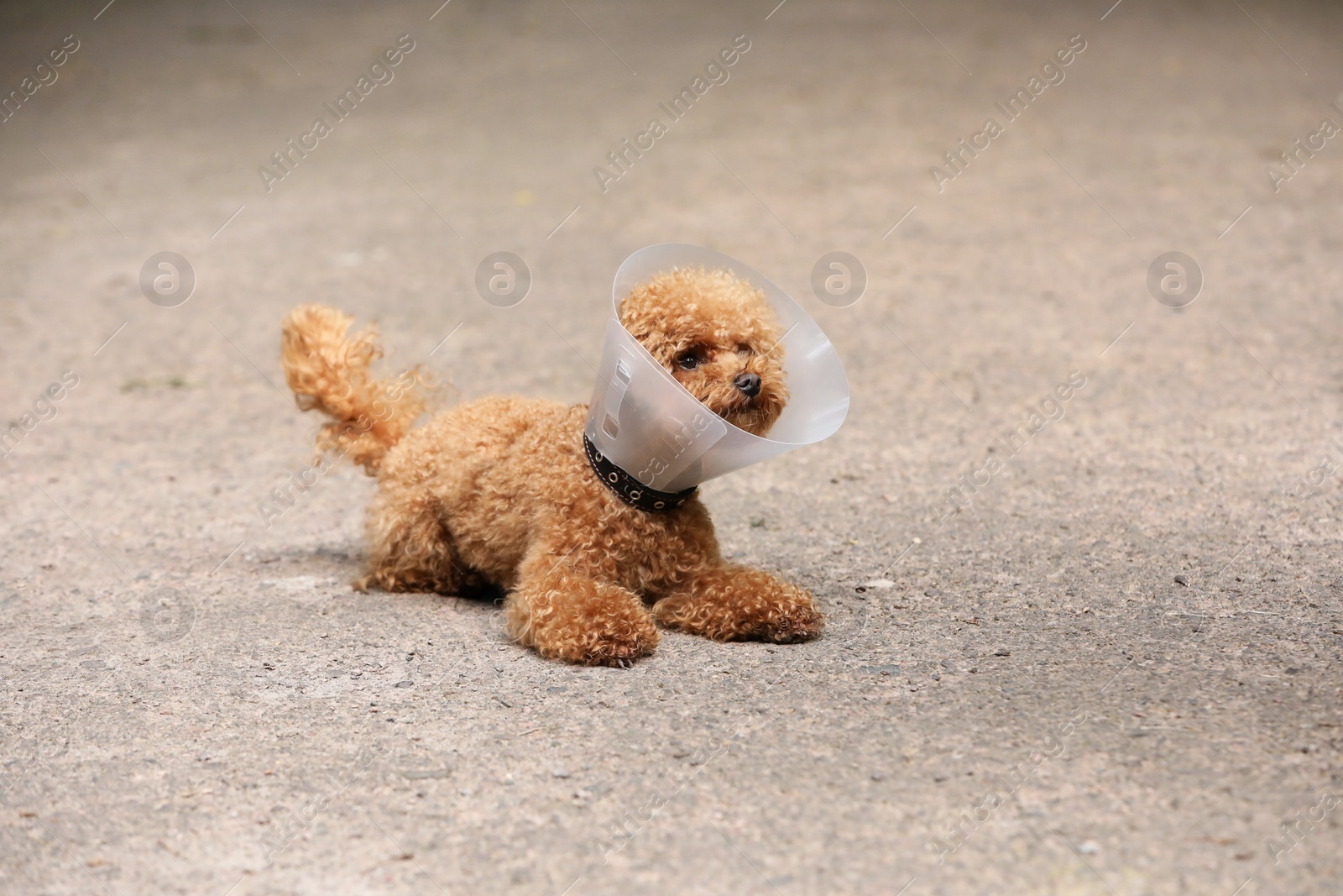 Cute Maltipoo dog with Elizabethan collar outdoors, space for text Photo of Cute Maltipoo dog with Elizabethan collar outdoors, space for text