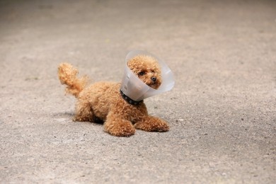 Photo of Cute Maltipoo dog with Elizabethan collar outdoors, space for text