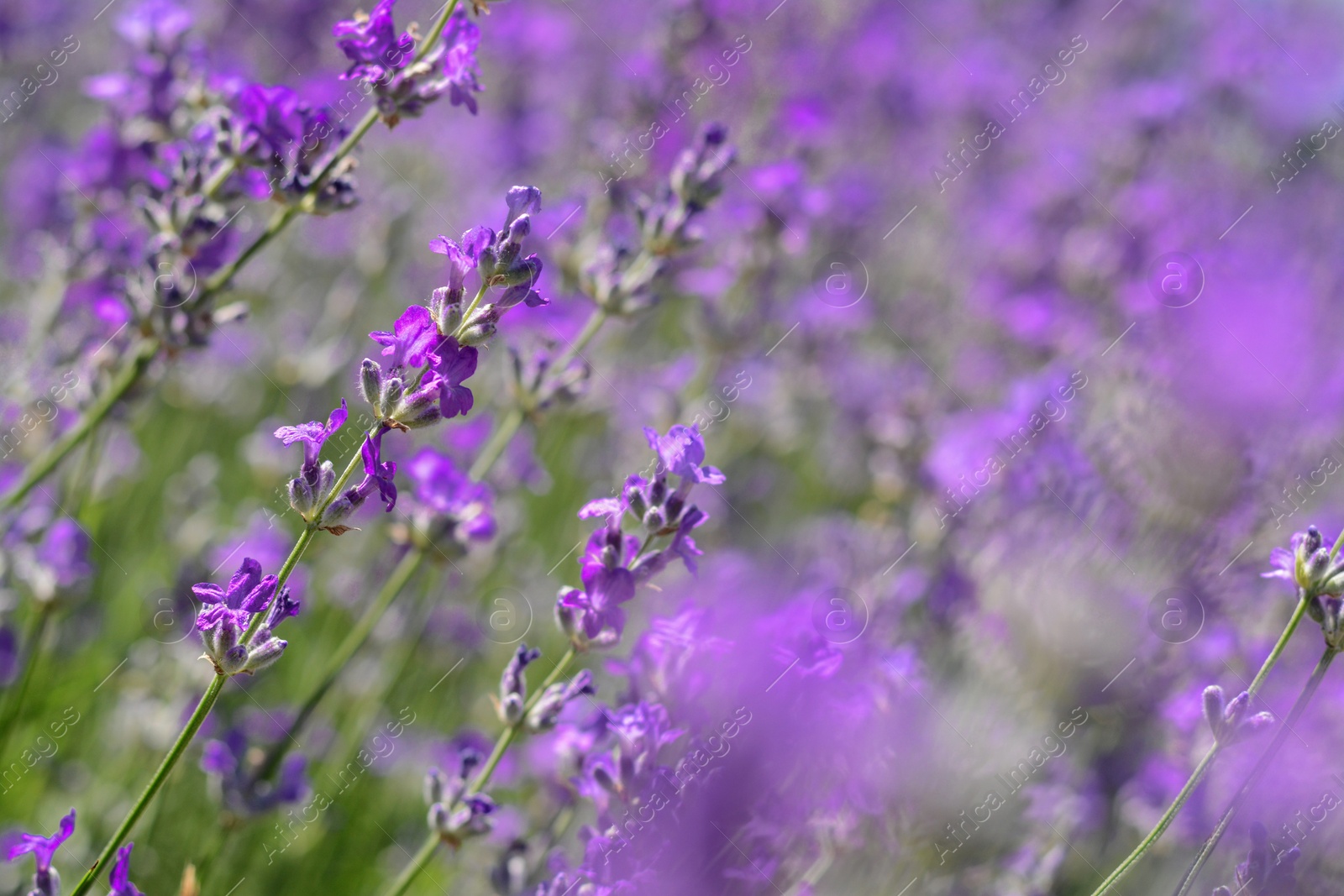 Photo of Beautiful blooming lavender in field, closeup view