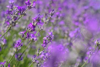 Photo of Beautiful blooming lavender in field, closeup view