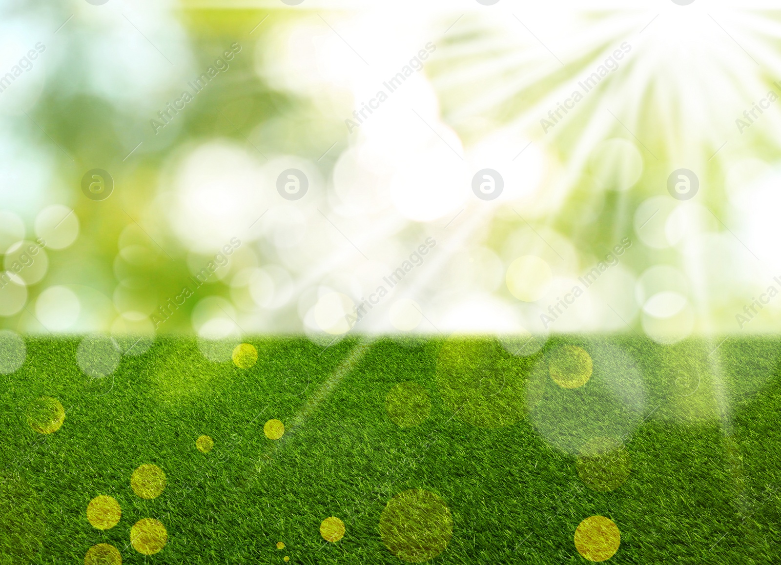 Vibrant green grass outdoors on sunny day Image of Vibrant green grass outdoors on sunny day