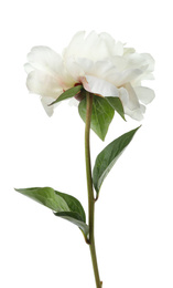 Photo of Beautiful fragrant peony flower isolated on white