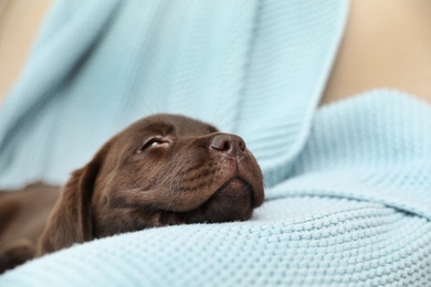 Photo of Chocolate Labrador Retriever puppy with blanket on sofa indoors