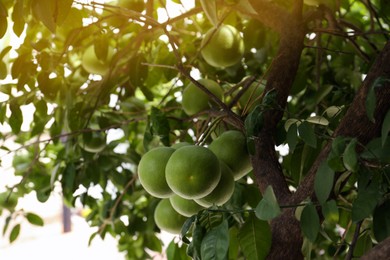Photo of Ripening pomelo fruits on tree in garden, low angle view