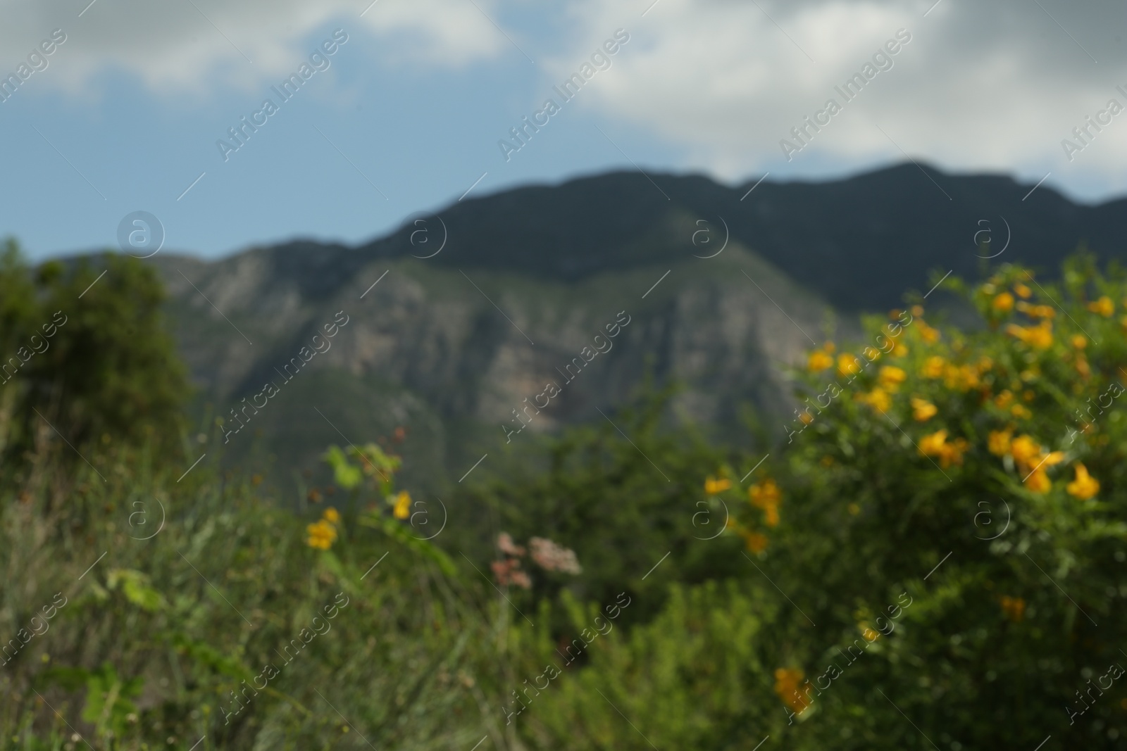 Photo of Beautiful mountains, flowers and plants under cloudy sky, blurred view