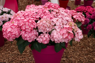 Photo of Beautiful pink hydrangea in pot on ground, closeup