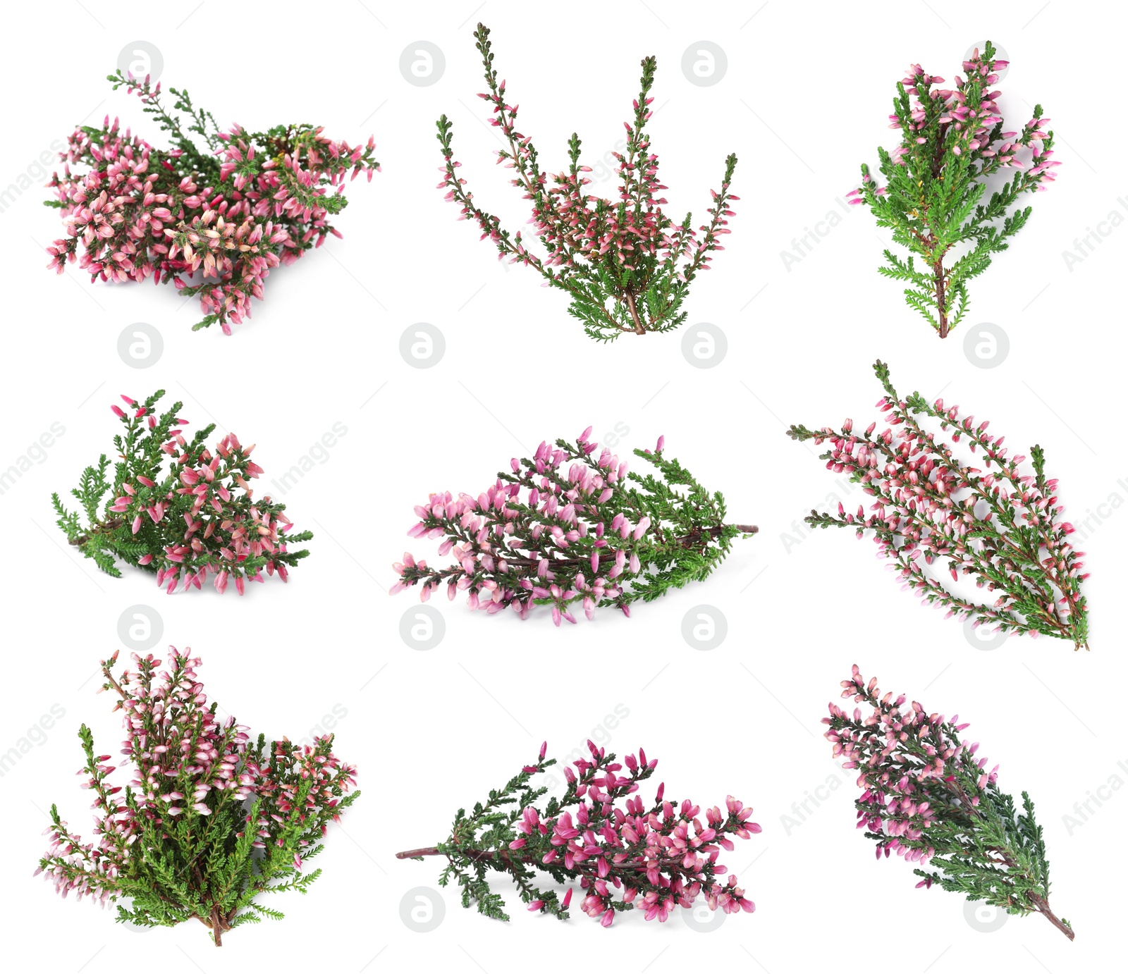 Image of Heathers with beautiful flowers on white background, collage