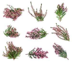 Image of Heathers with beautiful flowers on white background, collage