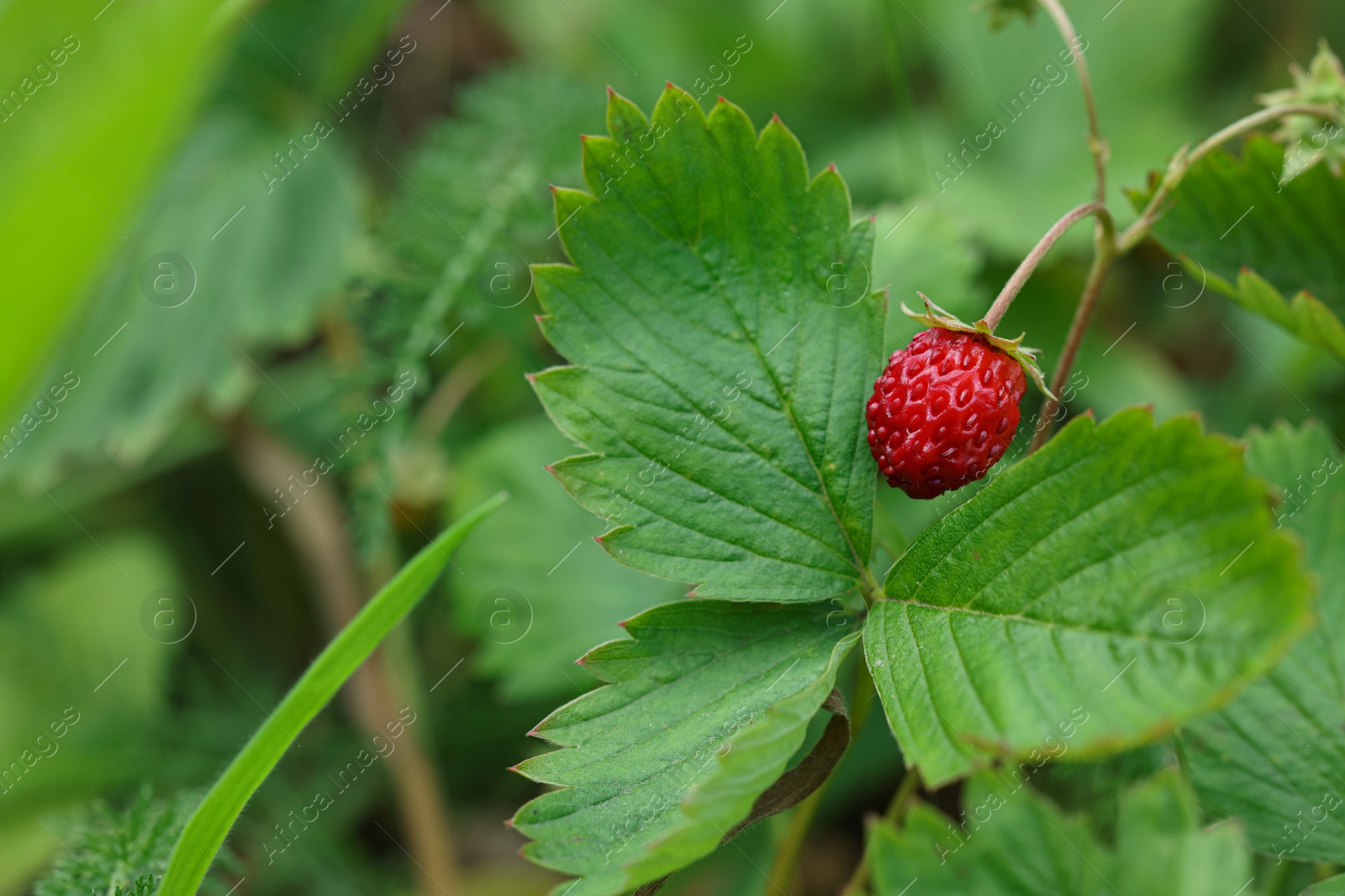 Photo of One small wild strawberry growing outdoors. Space for text