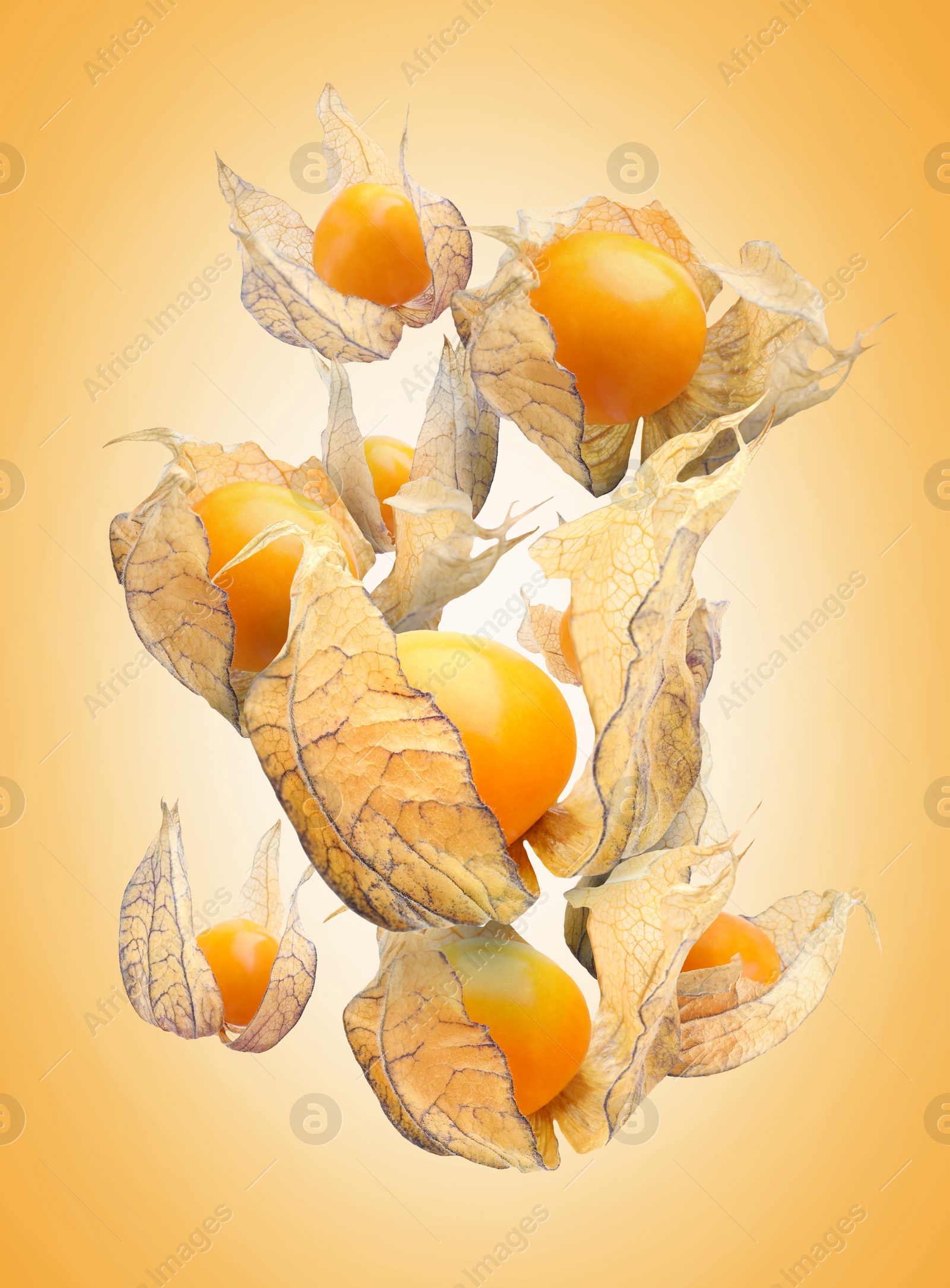 Image of Ripe physalis fruits with calyx falling on orange gradient background