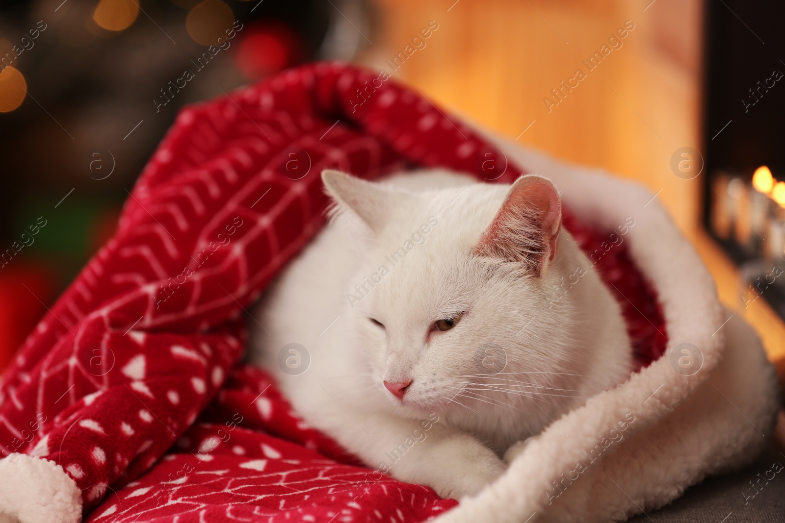 Photo of Cute white cat under blanket in room decorated for Christmas. Adorable pet